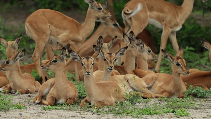 Medium shot of a herd of young impala antelopes lying close together before some of them are getting up, Chobe National Park.