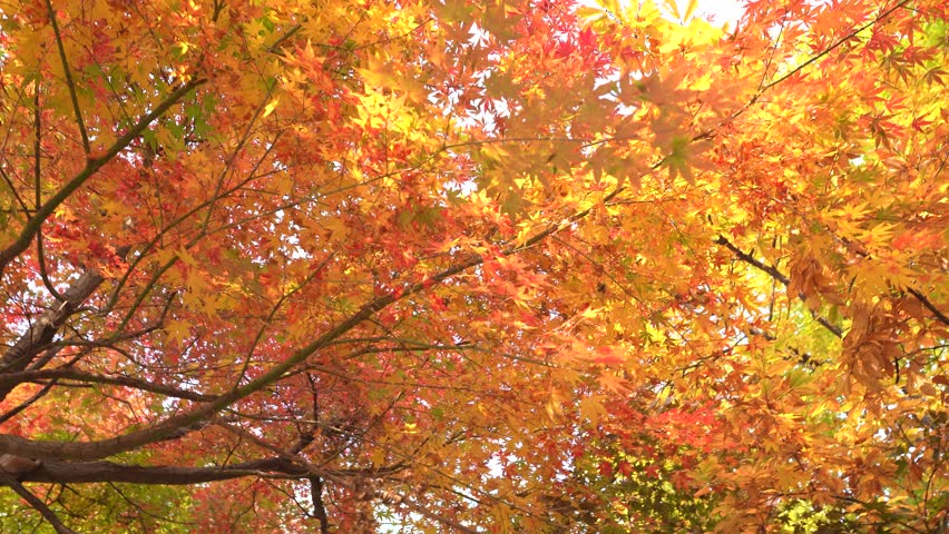 Vibrant red maple trees decorating a serene autumn mountain landscape under clear blue sky