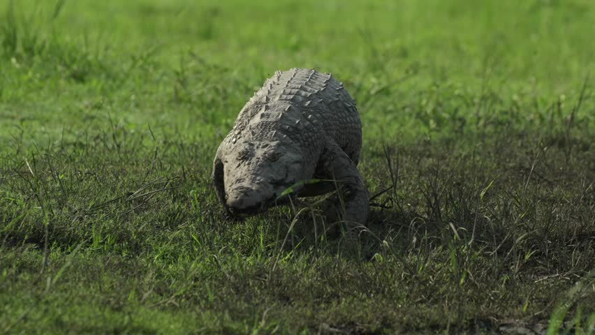 Wide shot of a Nile crocodile walking back into the water, Chobe National Park.