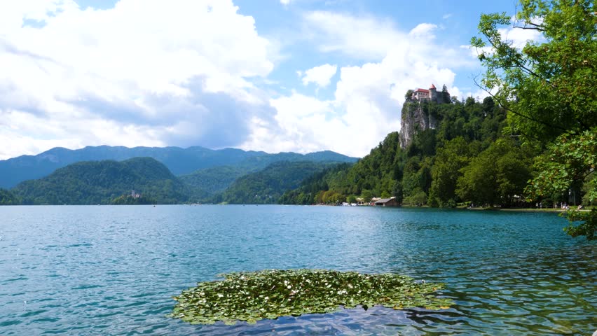 A patch of Lilypads on Lake Bled, Slovenia