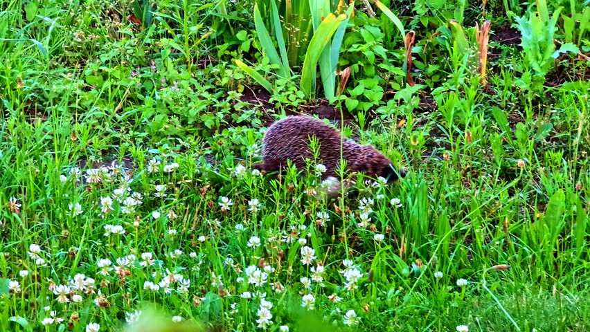 Hedgehog Moving Through Dense Flowering Grass Toward Garden Border in Summer, tracking shot