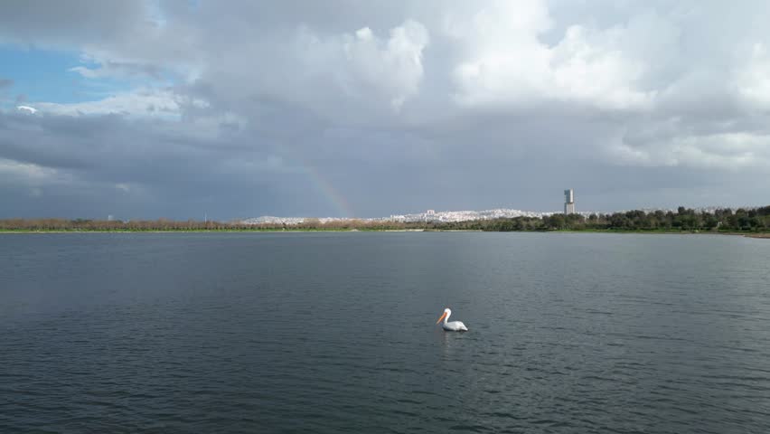 Solo Pelican Swims on Lake Under a Dramatic Rainbow