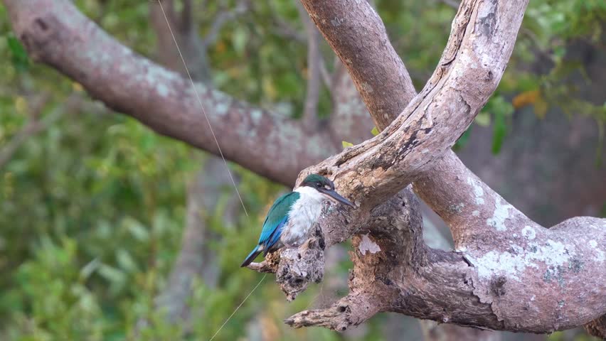 A kingfisher perched on a thick, gnarled tree branch in a natural setting, surveying for prey close up shot.