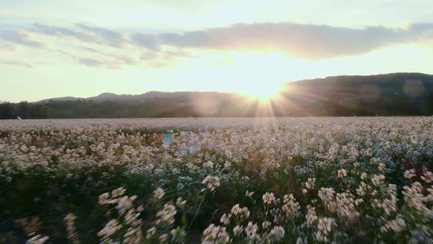 Drone view of a flowery field.