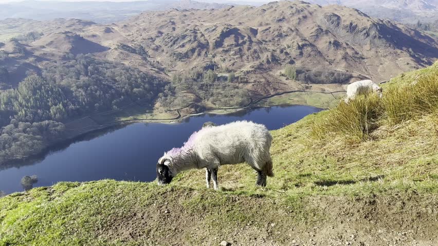 A sheep stands on a hillside above Rydal Water in the Lake District, England. Peaceful rural landscape with rolling fells, calm lake views, and classic British countryside scenery.