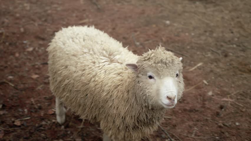 A tracking shot follows a group of cute, fluffy sheep in their outdoor farm enclosure in Pyeongchang, South Korea during winter