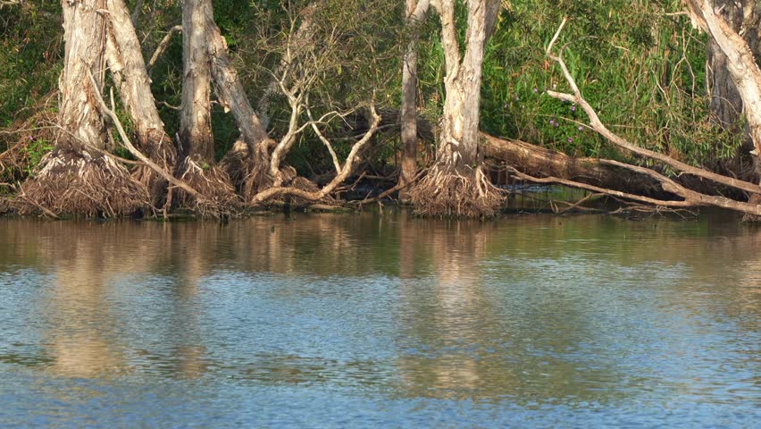 Sandy camp road wetlands reserve with various wild bird species spotted in the area.
