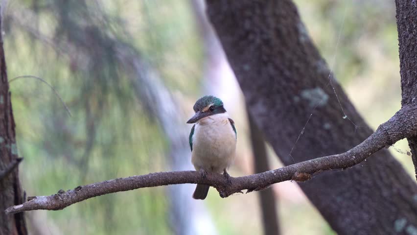 Close up shot of a Sacred Kingfisher (Todiramphus sanctus) perched on a branch, with a soft-focus background of trees and foliage.
