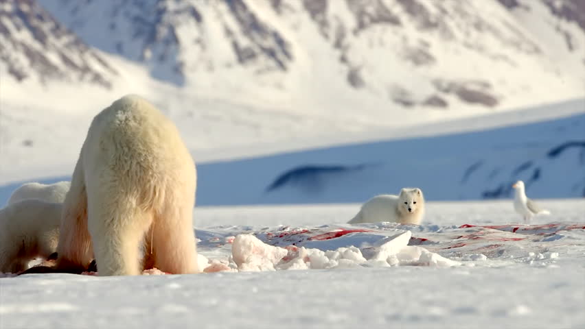 Polar bear cub scares away arctic fox as bear family feeds on freshly killed prey