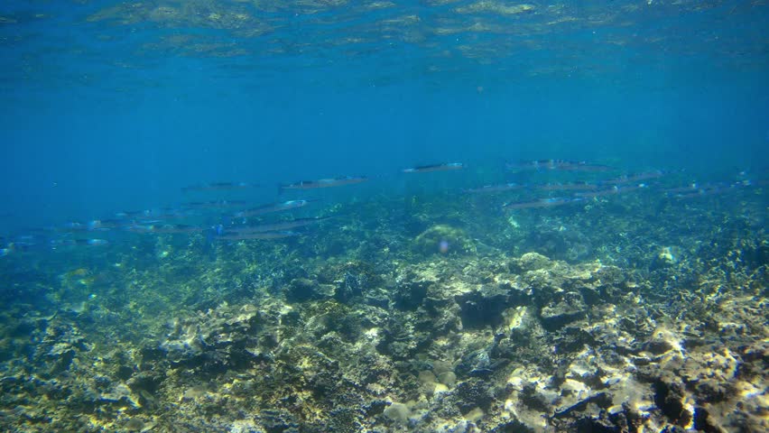 A school of tropical needlefish (Tylosurus crocodilus) swimming just below the water surface near the coast of Borneo. Blue ocean, sunlight reflections, and marine wildlife in natural habitat.