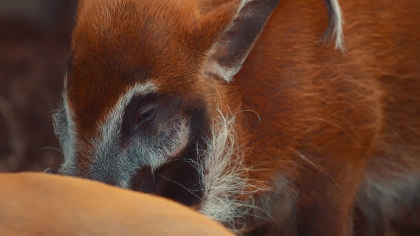 Close up of red river hog fur and eye