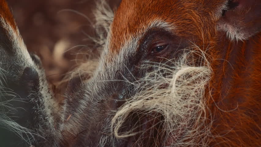 Fluffy snouts of two red river hogs