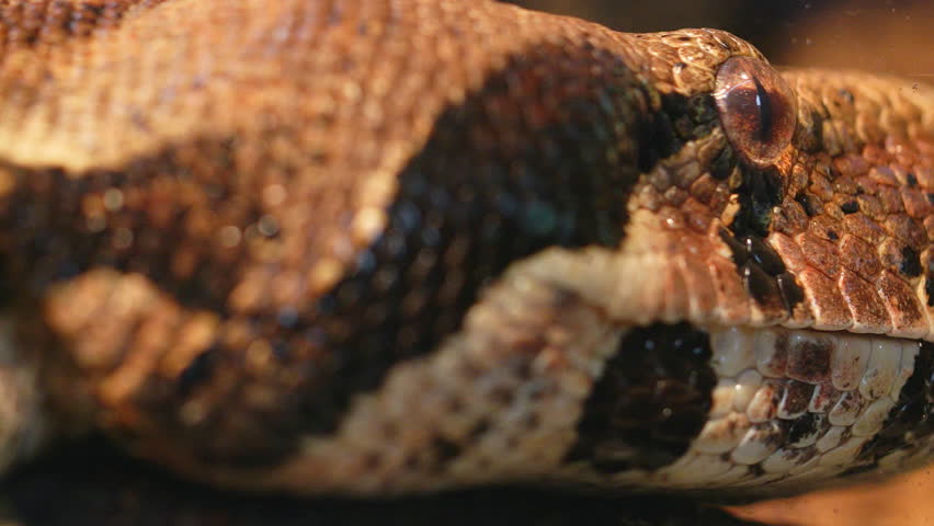 Green anaconda head, close-up details of snakeskin