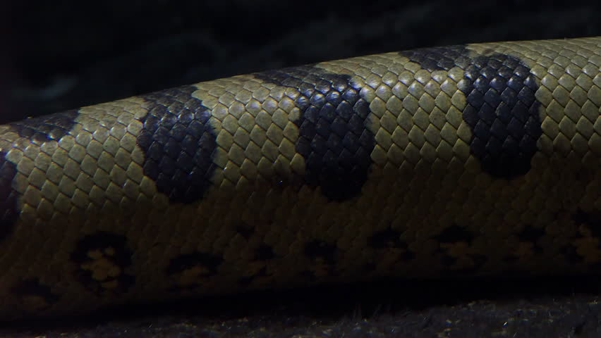 Details of green anaconda snakeskin
