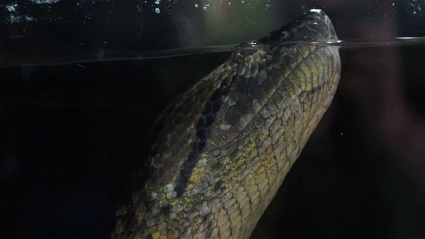 Green anaconda head partially submerged in water