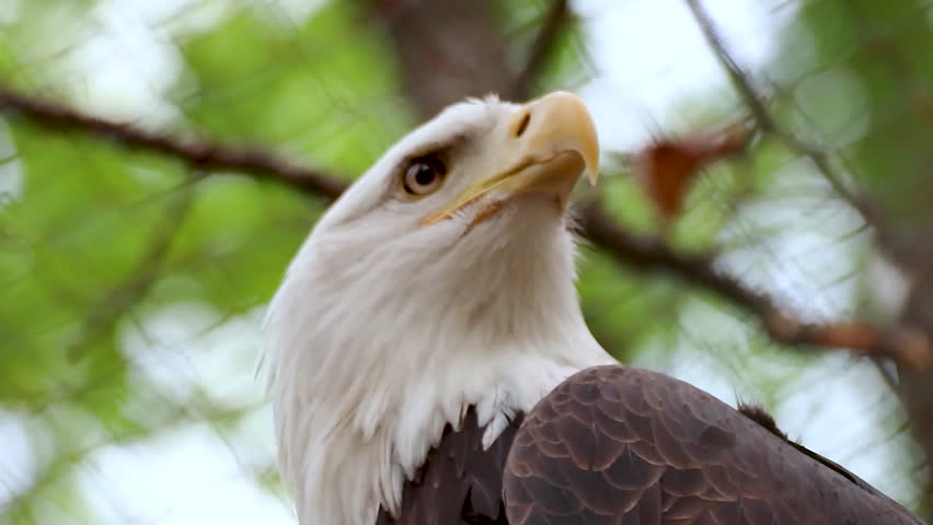 Bald eagle kept at zoo, looking around his enclosure