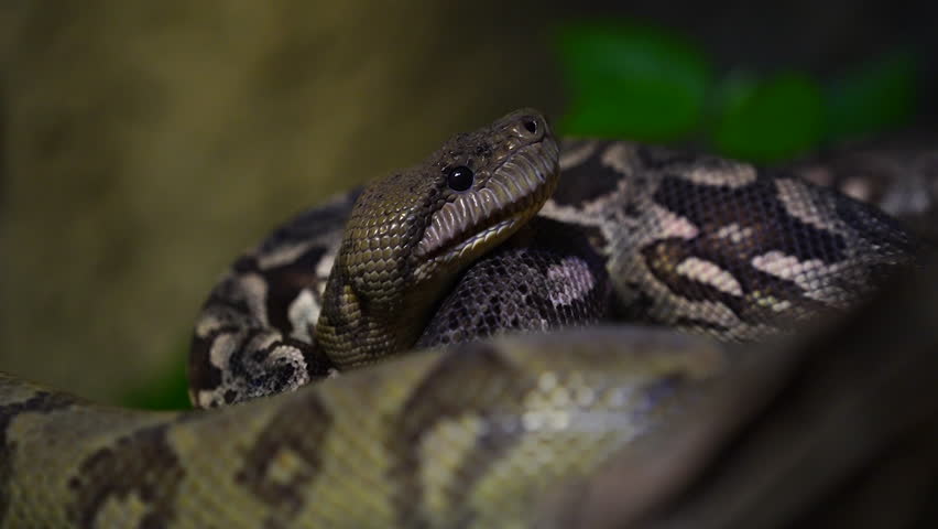 Green anaconda lying down still, motionless