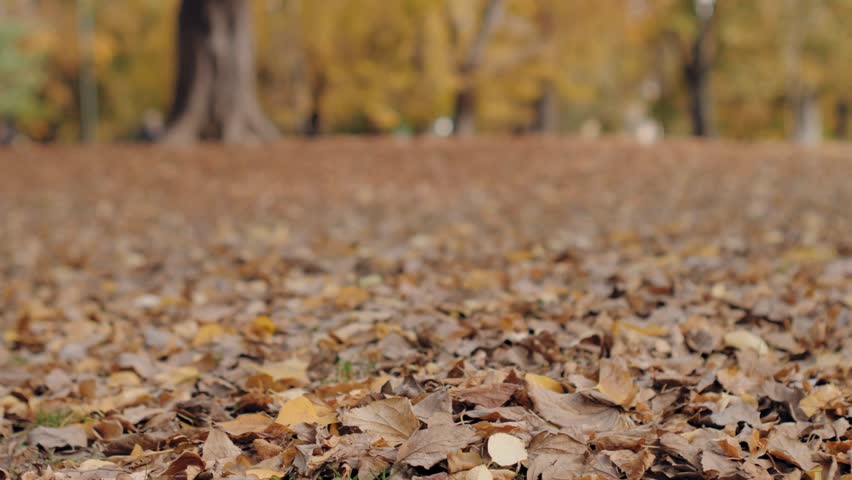 Brown and yellow fallen leaves covering the ground in a park during a peaceful autumn day