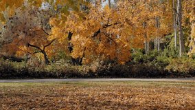 Senior woman with a travel suitcase walking along a path in a beautiful autumn park - Powered by Shutterstock - Get 15% off with code: PIKWIZARD15