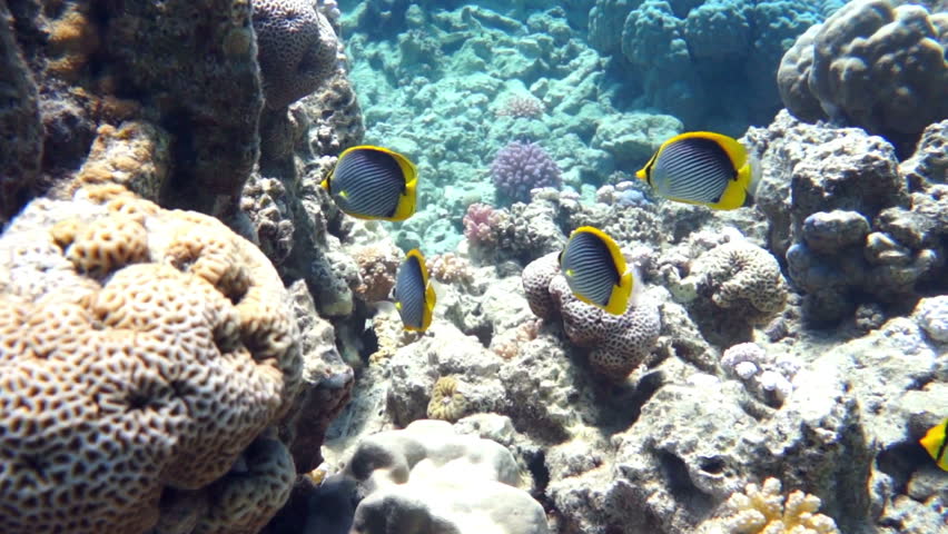Coral and fish in the Red Sea, Egypt