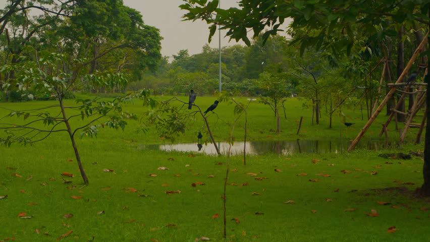 Static shot of a small water-filled depression on a green lawn in a Bangkok park, with a few birds moving and perching on young trees around it. Cloudy daylight, quiet urban-nature mood.