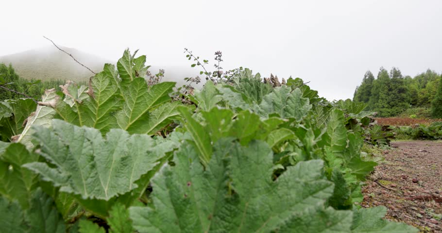 A small stone cabin on a foggy day with a lake at Lagoa Rasa and a path leading to it. The path is lined with plants and rocks. Pedestal up reveal shot.