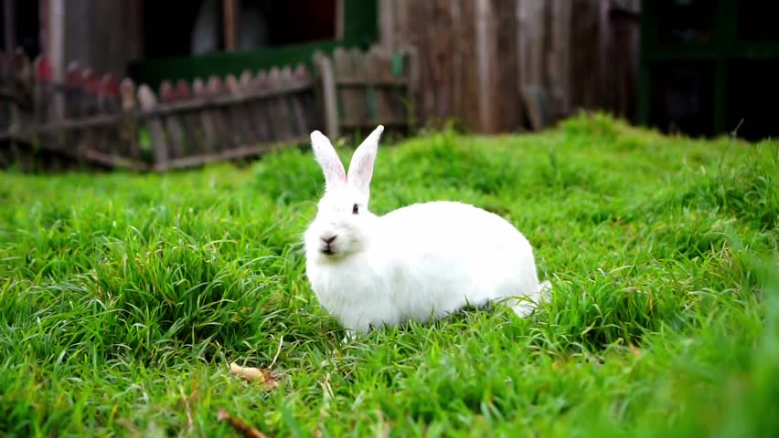 White rabbit sitting on green grass in front of a wooden fence, chewing on fresh leaves in a rural farm environment.
