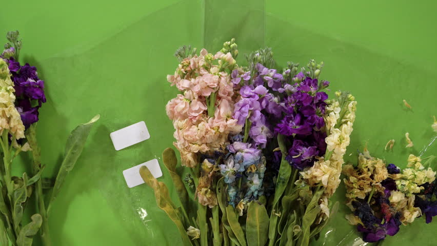 A hand gently lifts a small bundle of purple and yellow stock flowers from a group of mixed stems on a green background. The plastic wrapping is partially visible.