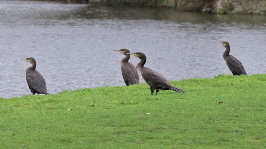 Cormorant (Phalacrocorax carbo) taking off from the side of a lake. November, Kent, UK (Slow motion x5) 
