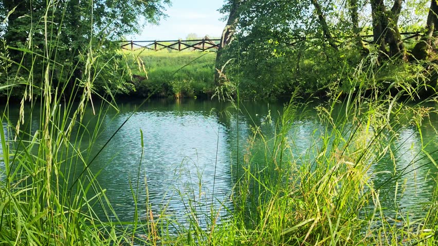 View from grassy riverbank shows serene water. Tall plants frame peaceful flowing stream.