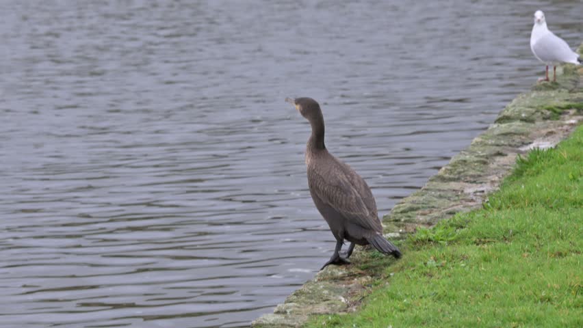 Cormorant (Phalacrocorax carbo) taking off from the side of a lake and splashing across the water before landing. November, Kent, UK (Slow motion x5) 