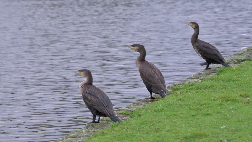 Cormorant (Phalacrocorax carbo) jumping from the side of a lake into the water. November, Kent, UK (Slow motion x5) 