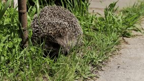 prickly hedgehog walking in the grass in nature, close-up, wildlife - Powered by Shutterstock - Get 15% off with code: PIKWIZARD15