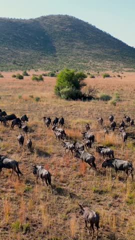 Wild Wildebeest At Pilanesberg National Park In North West South Africa. African Animals Migration. Wildlife Landscape. Pilanesberg National Park At North West South Africa. Big Five Animals.
