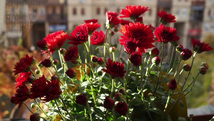 Chrysanthemums, mums or chrysanths perennial herbaceous flowering plants in Asteraceae that bloom in the autumn. Horticultural varieties and cultivars. Compound inflorescence is array of flower heads.