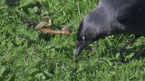 jackdaw, wasp, eating, feeding, caution, careful, eating a wasp, cautious, afraid, tentative, behaviour, risk, risky,  slow motion, corvus monedula, crow, corvid, bird, nature, animal, wildlife, dange - Powered by Shutterstock - Get 15% off with code: PIKWIZARD15