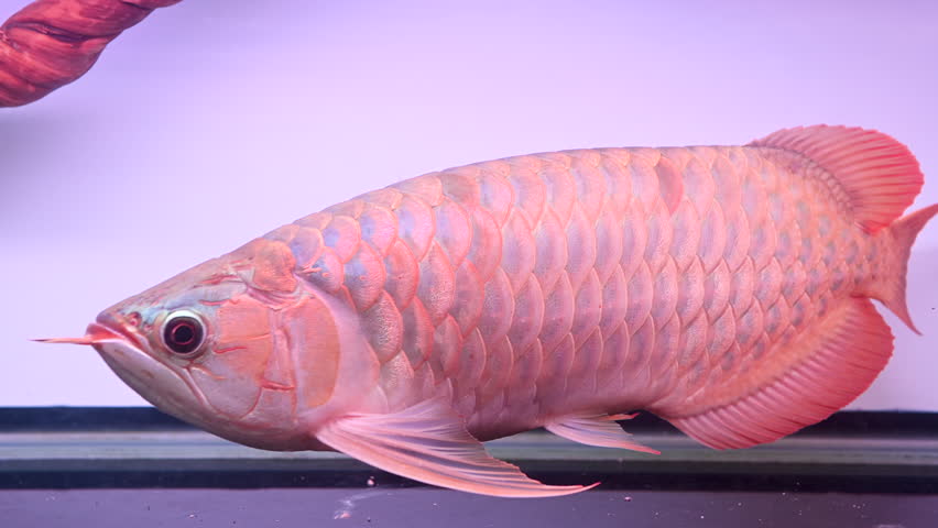 4K Malaysian golden arowana fish swimming gracefully in fish tank