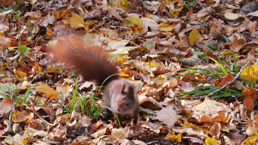 A red squirrel jumps and finds a walnut among the grass and fallen maple leaves in an autumn park.