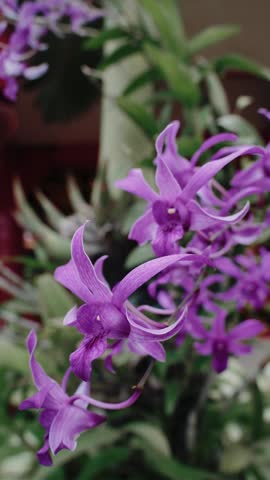 Vibrant purple Dendrobium orchids sway gently in the breeze, with lush green leaves and a blurred red background