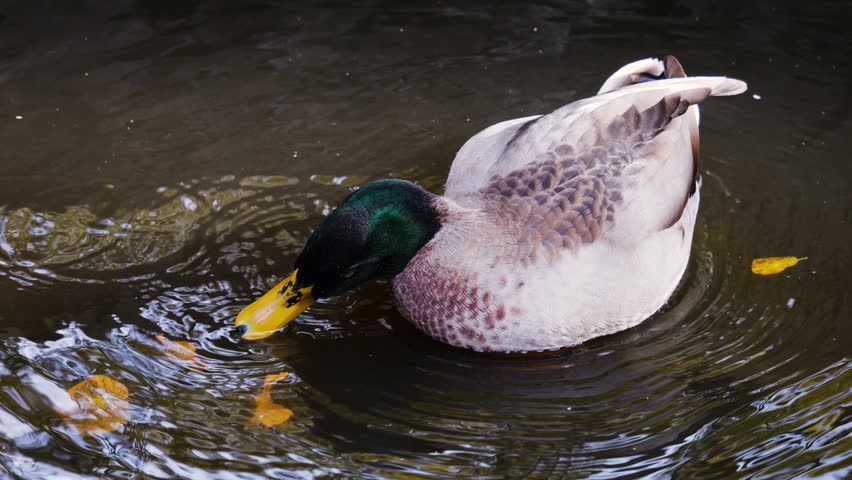 A mallard or wild duck (Anas platyrhynchos) swims in a pond among yellow autumn leaves.