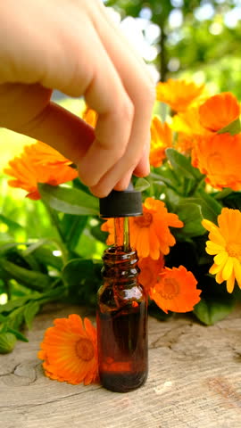 medicinal plant calendula homeopathy. Selective focus.