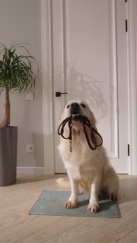 Vertical Real Life Video Golden Retriever Holding Leash Sitting on Doormat Near White Door Patient Dog Waiting for Walk Cozy Home Pet Love Routine Companionship Loyalty