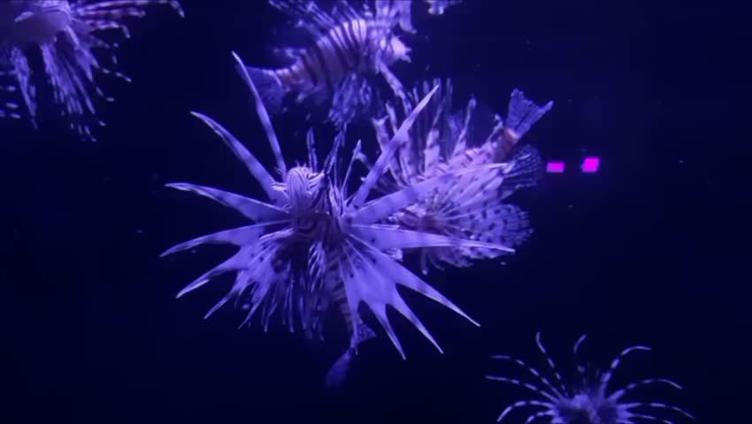 A group of lionfish swimming in dark blue water with light shining on them in an aquarium setting, 4k slow animation,