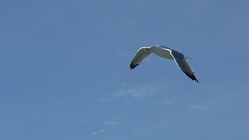 Seagull Flight Coastal Sky: Bird soaring daytime clear blue sky coastal area.