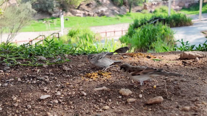 Close-up view of House Sparrow And White-eared Bulbul eating together in one spot, 