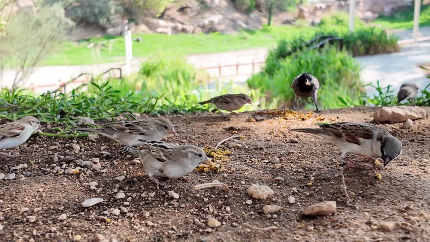 Close-up view of House Sparrow And White-eared Bulbul eating together in one spot, 