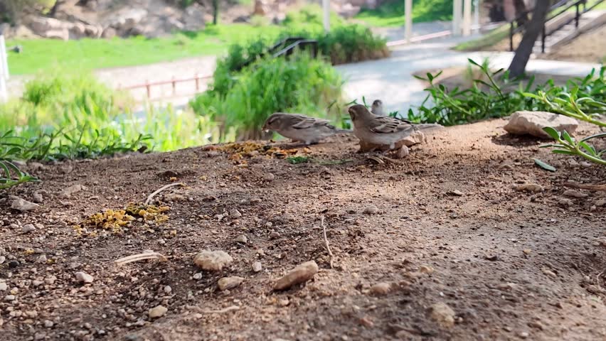 Close-up view of House Sparrow And White-eared Bulbul eating together in one spot, 