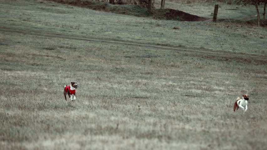 Dog in red vest running fast across open grass field. Concept of speed, instinct, and focus for animal motion, sport training, and outdoor performance visuals.