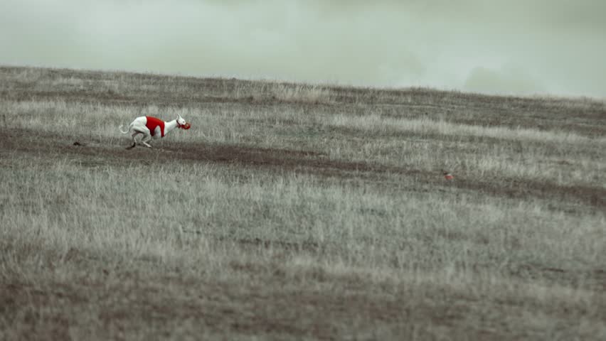 Running dog in red vest on hilly field under cloudy sky. Concept of freedom, speed, and instinct for nature photography, sport scenes, and outdoor storytelling.