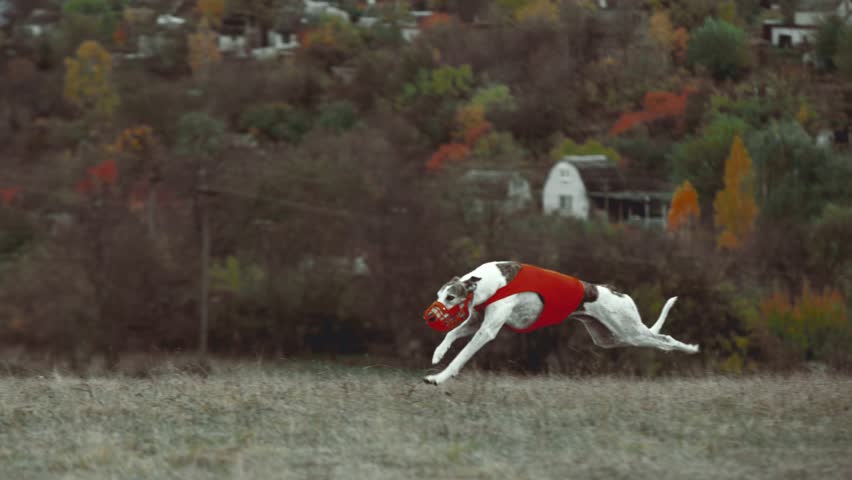 Spotted dog sprinting with full power through meadow. Concept of motion, energy, and control for animal sport, outdoor performance, and strength photography.